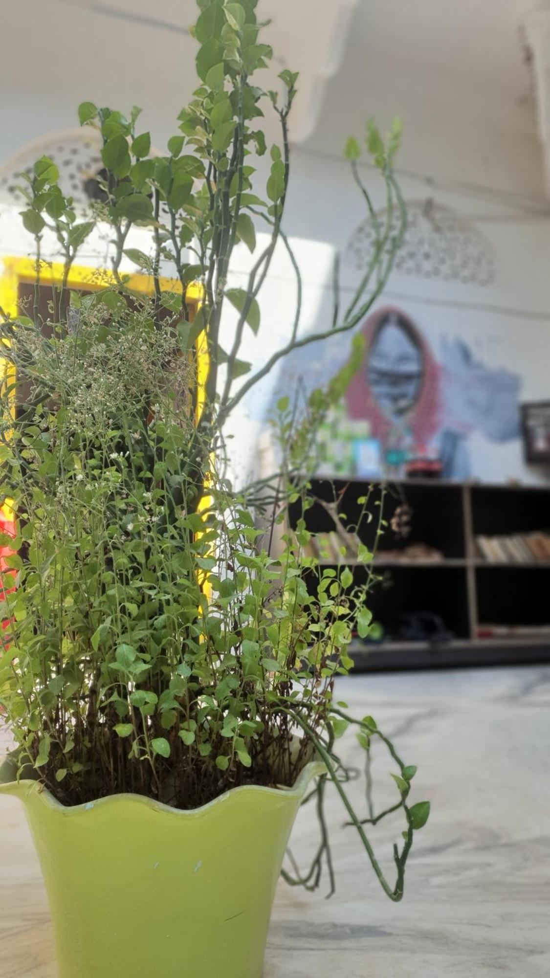 Anand Hostel Pushkar Eksteriør bilde